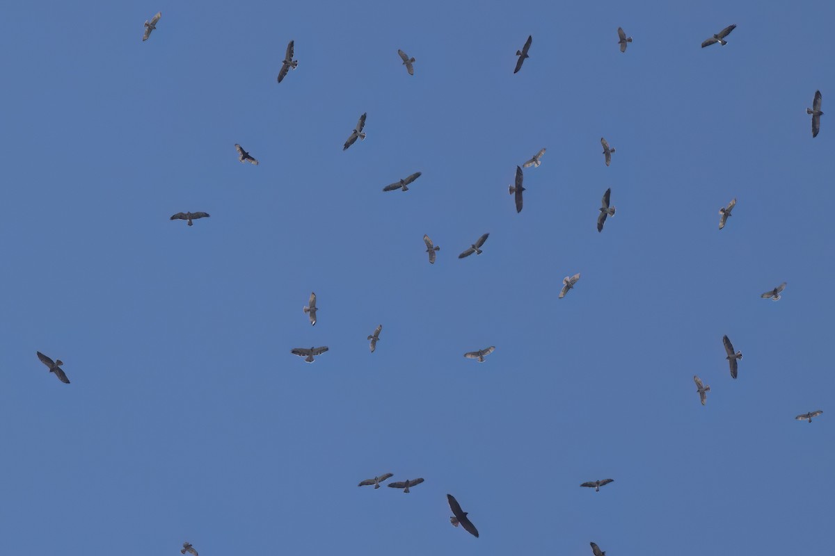 Broad-winged Hawk - ML646496917