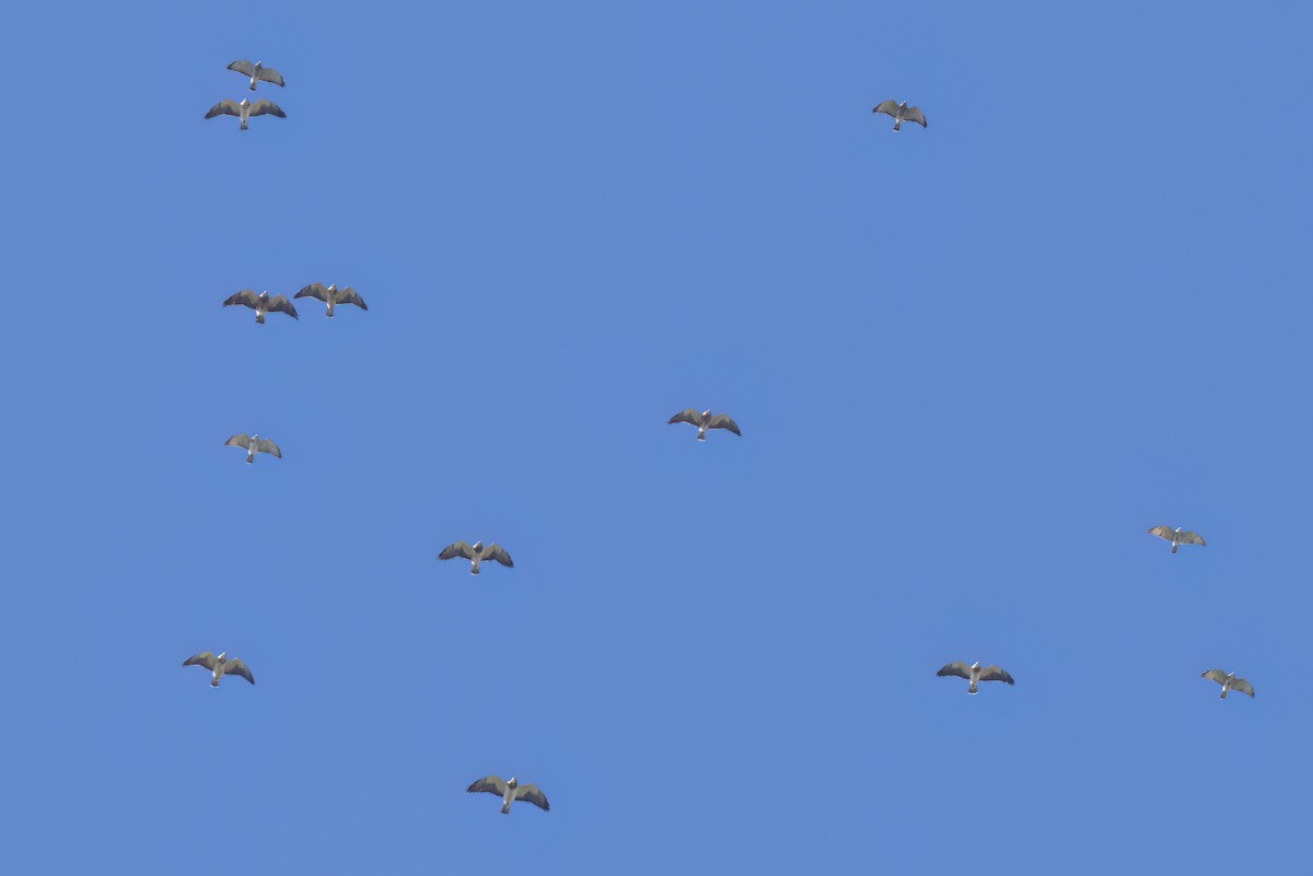 Broad-winged Hawk - ML646496918