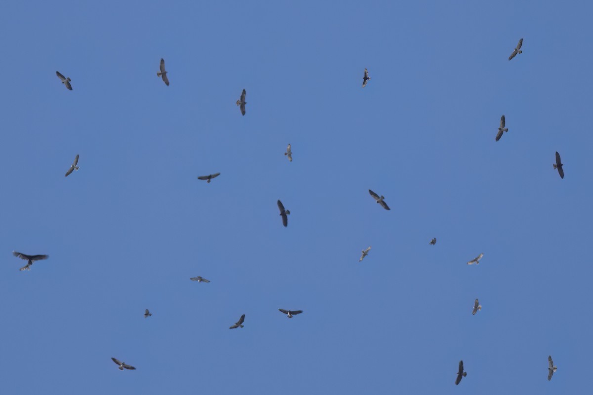 Broad-winged Hawk - ML646496919