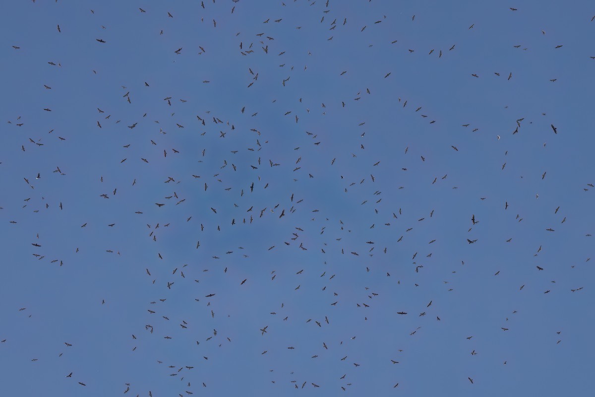 Broad-winged Hawk - ML646496920