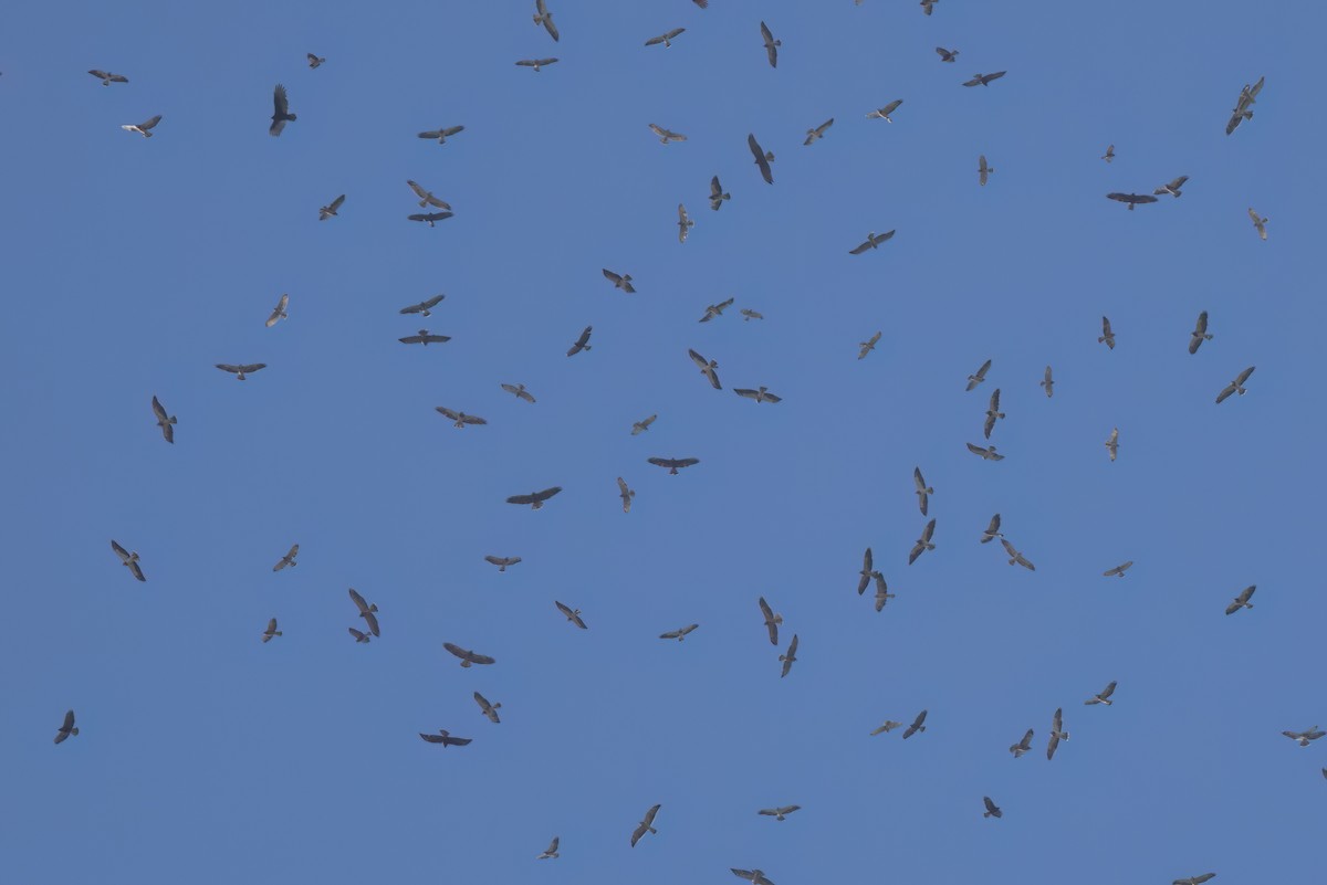 Broad-winged Hawk - ML646496921