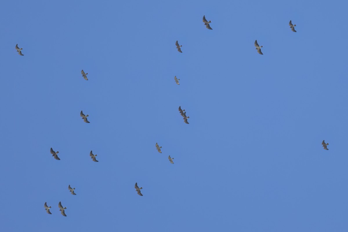 Broad-winged Hawk - ML646496922