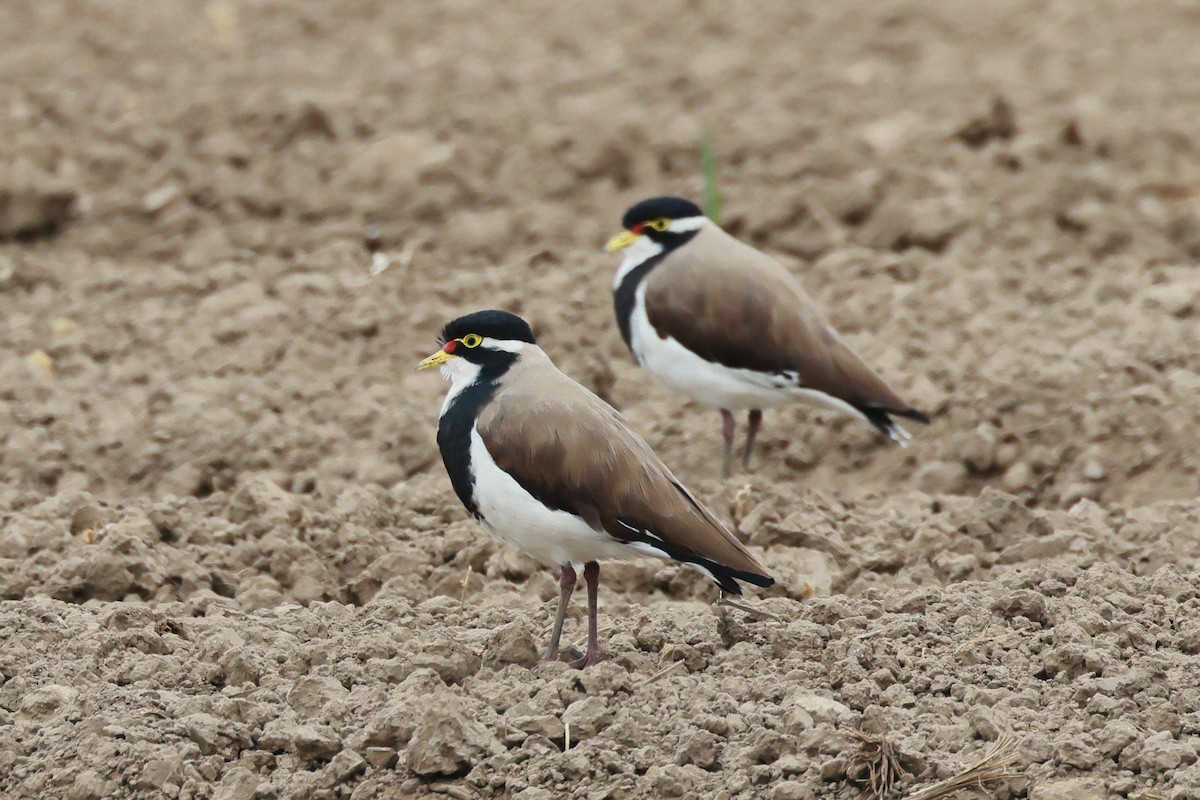 ムナオビトサカゲリ - ML646496936