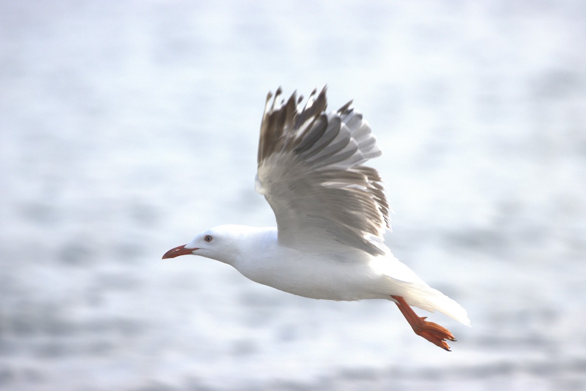 Silver Gull - ML646496950