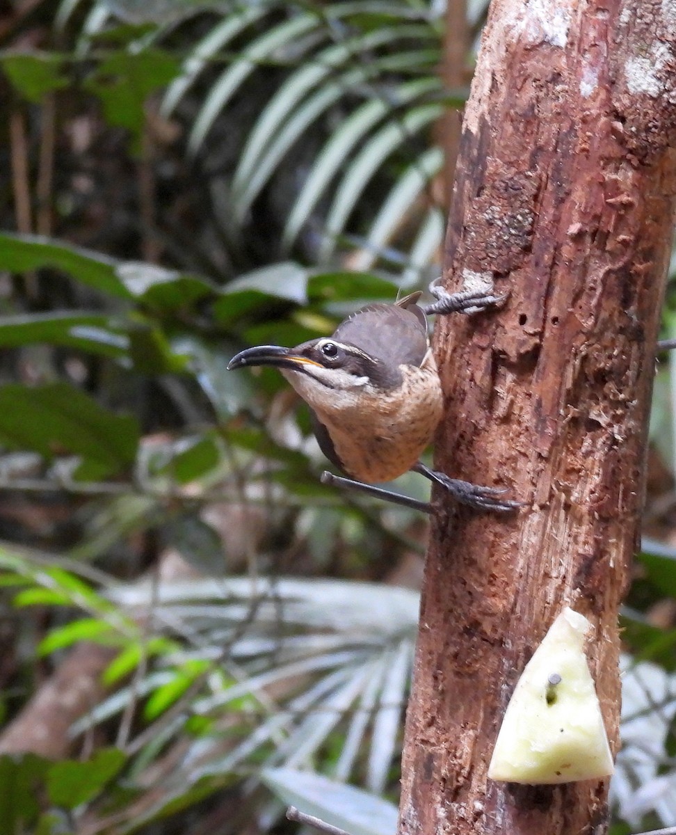 Victoria's Riflebird - ML646496958