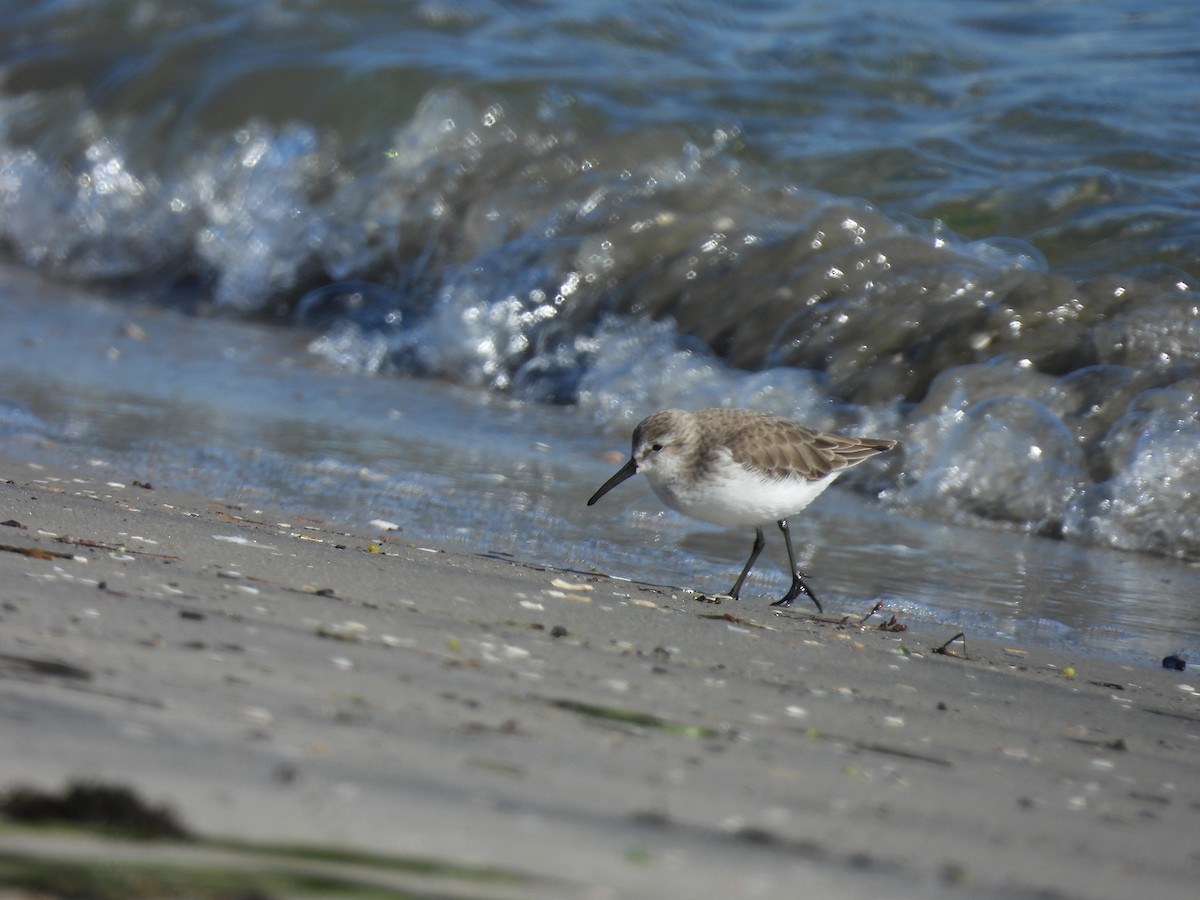 Correlimos de Alaska - ML646496961