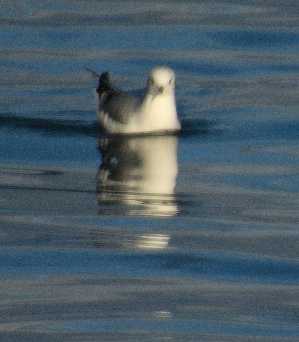 Short-billed Gull - ML646496963