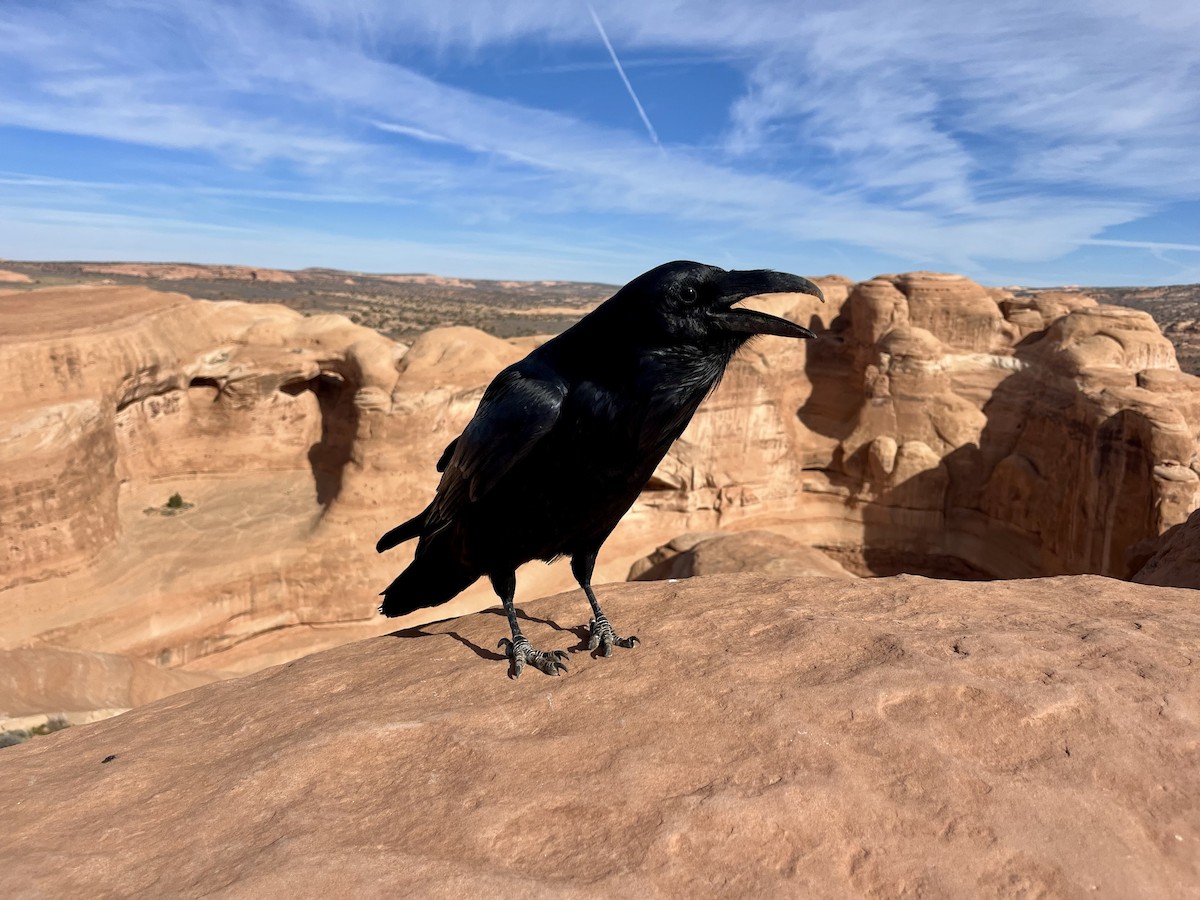 Corvo imperiale - ML646496964