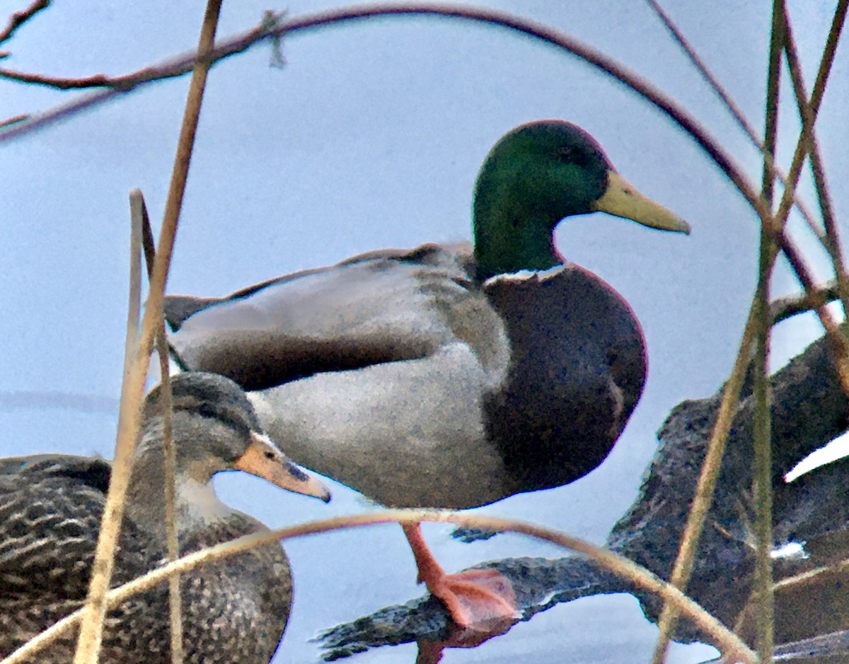 stokkand - ML646496965