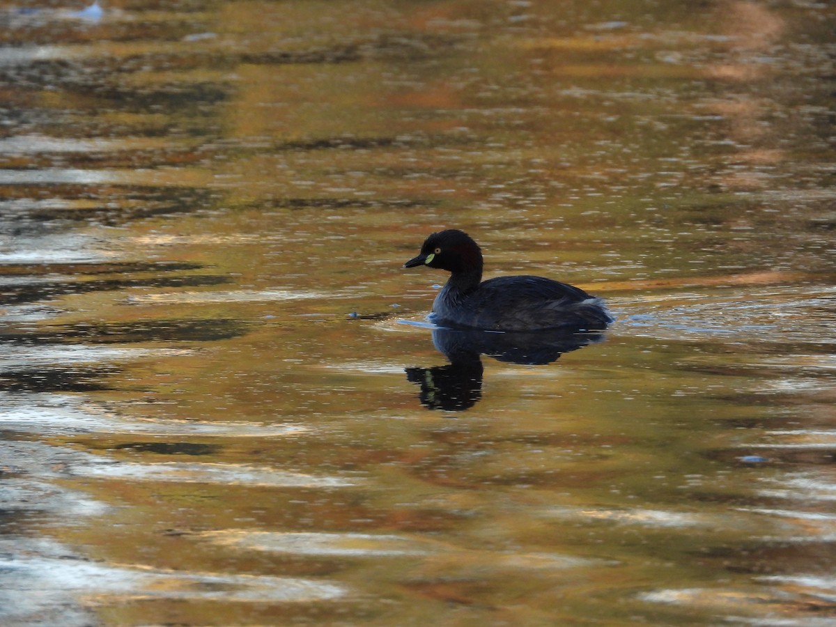 Australasian Grebe - ML646496966