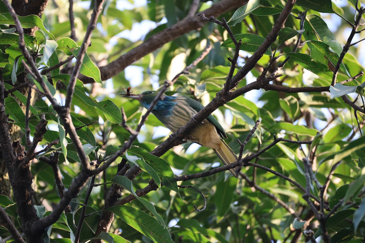 Blue-bearded Bee-eater - ML646496967