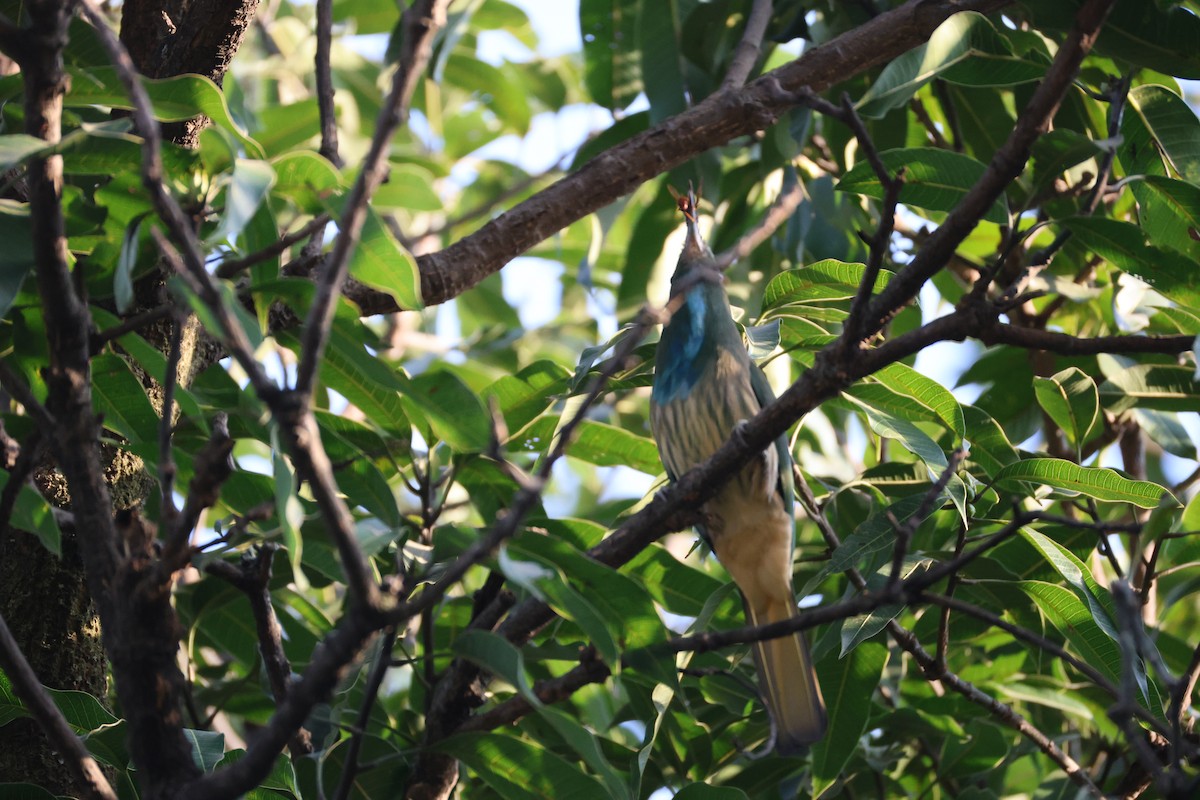 Blue-bearded Bee-eater - ML646496968