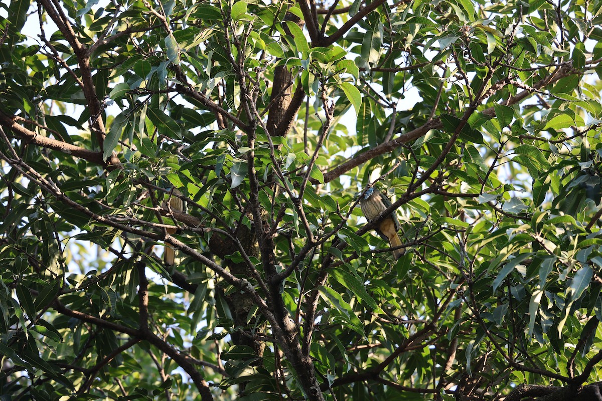 Blue-bearded Bee-eater - ML646496969