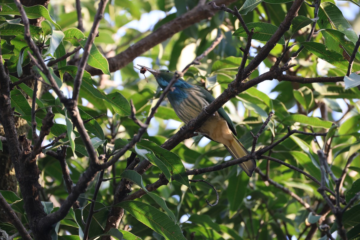 Blue-bearded Bee-eater - ML646496970