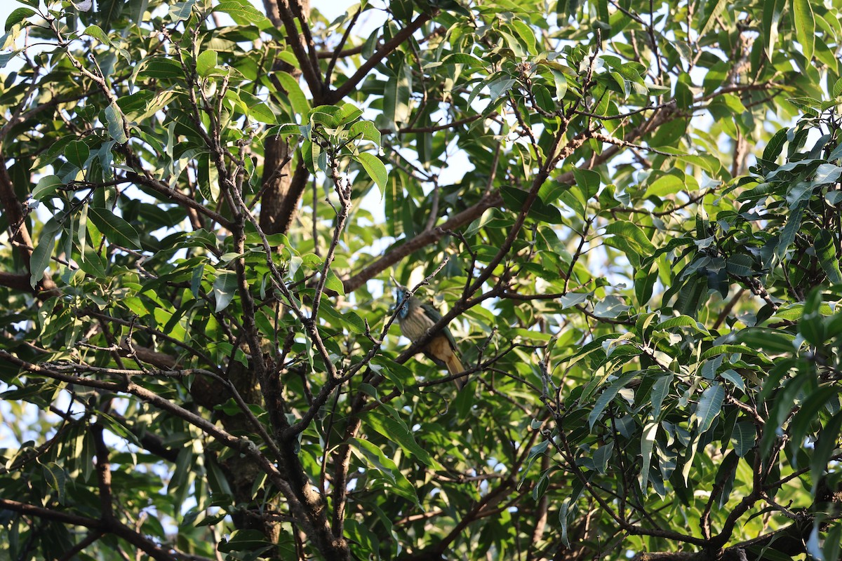 Blue-bearded Bee-eater - ML646496971