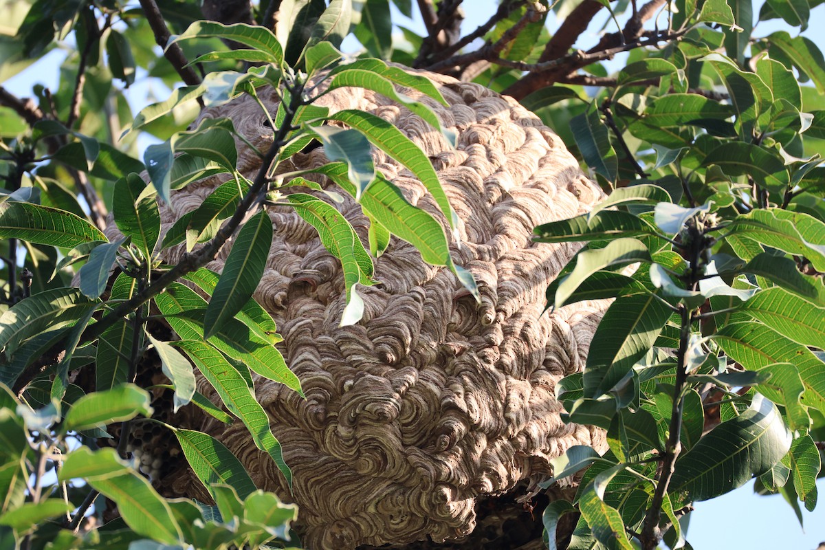 Blue-bearded Bee-eater - ML646496972