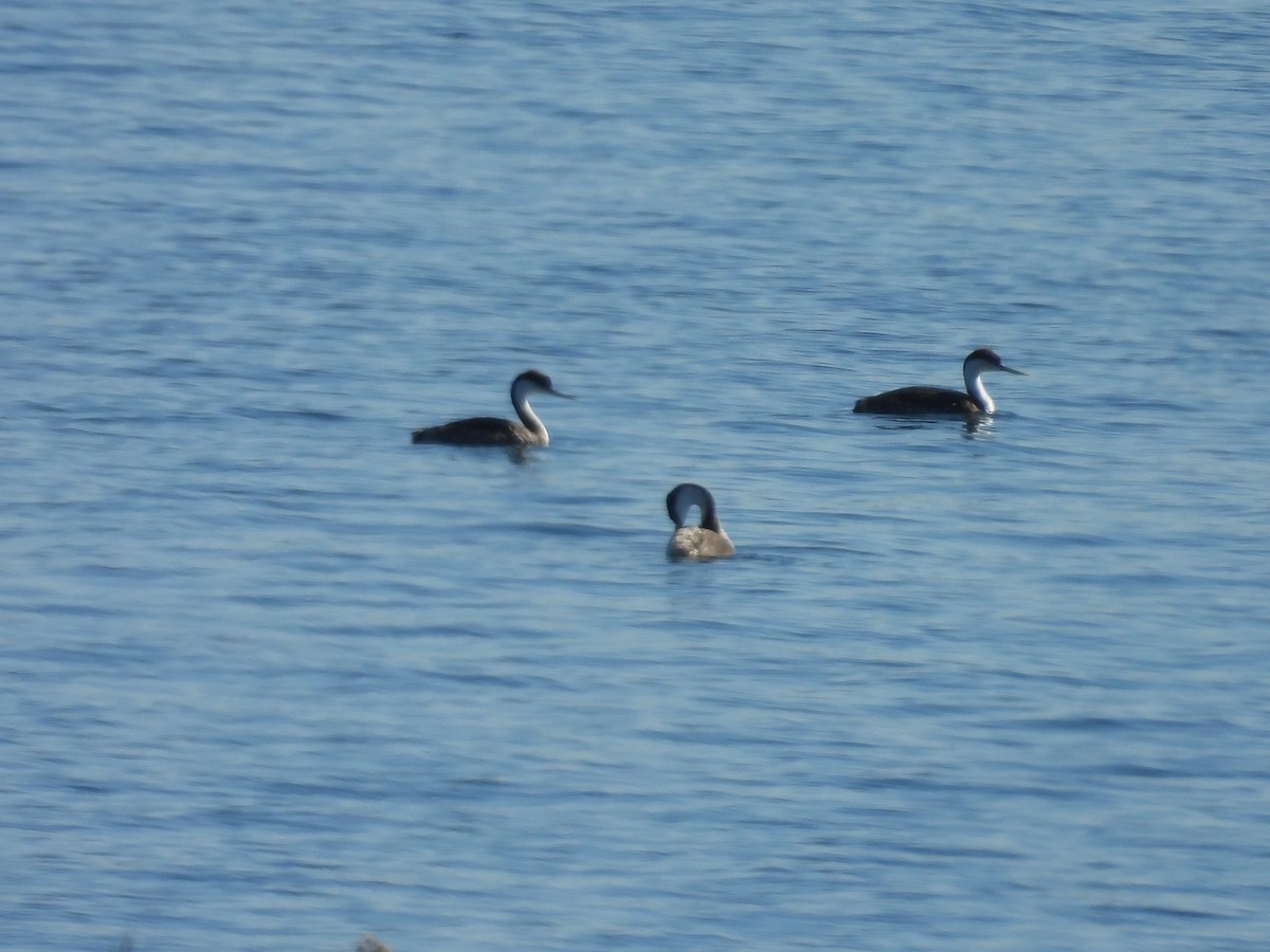 Achichilique Común - ML646496974