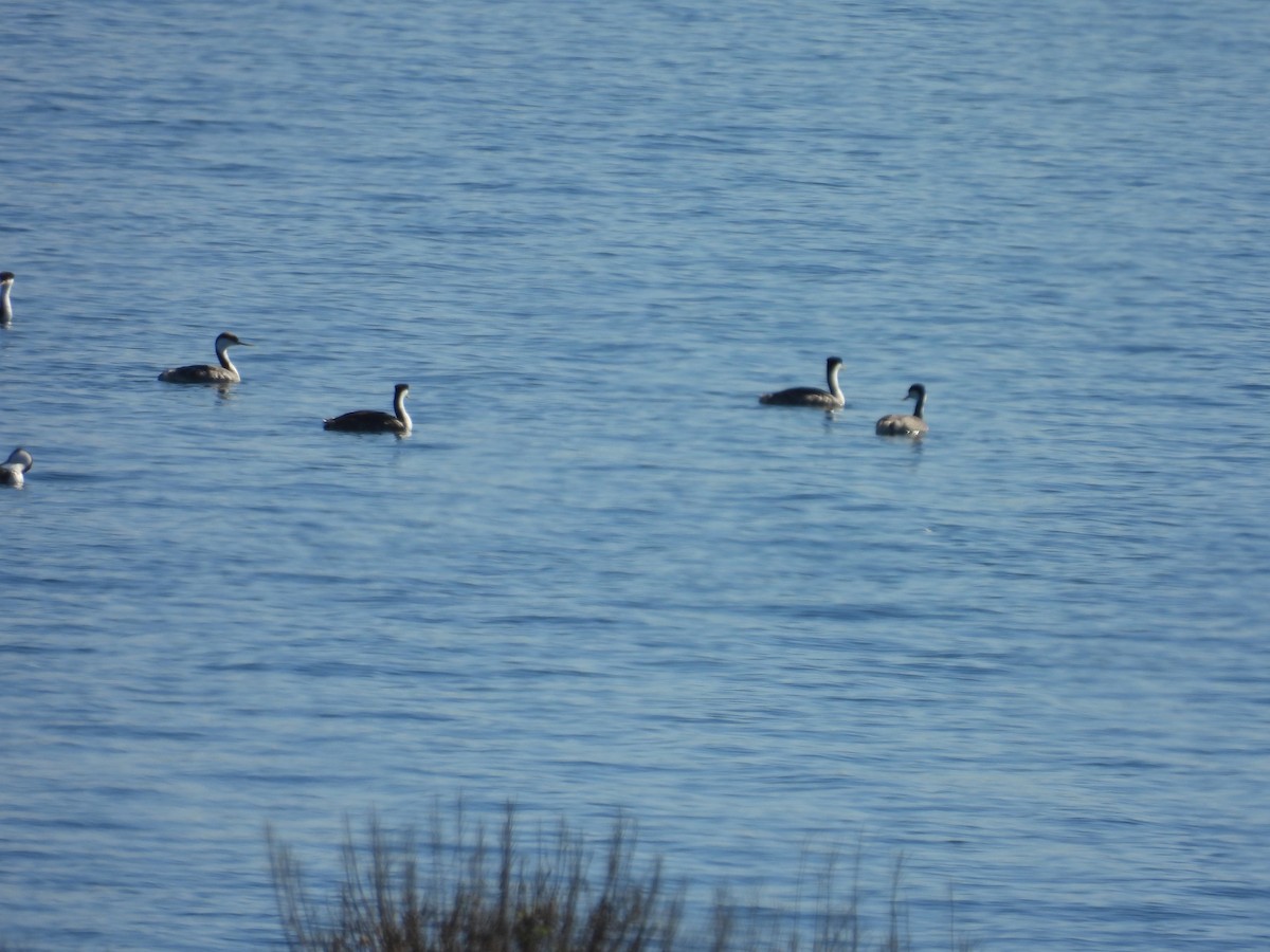 Achichilique Común - ML646496975