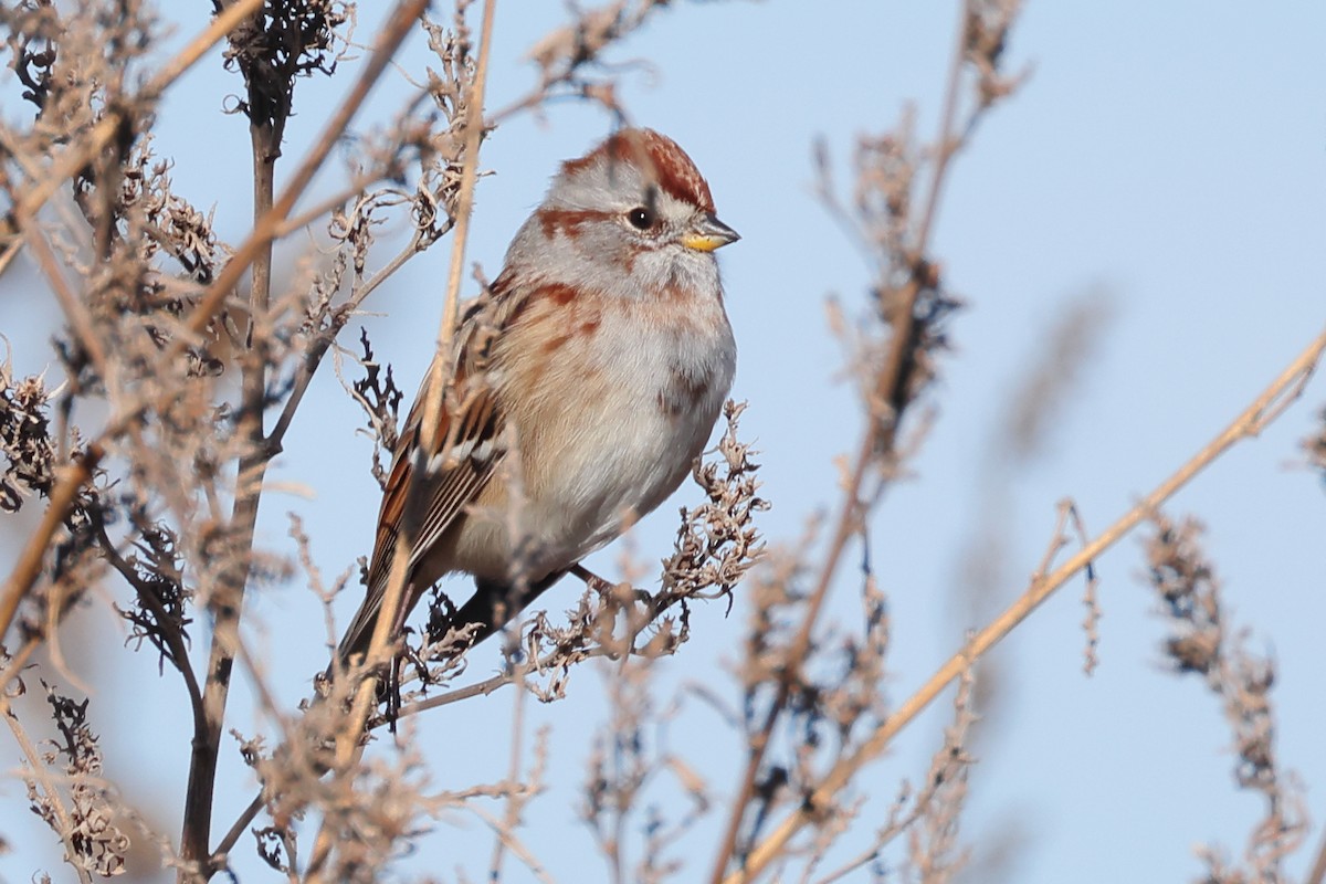 American Tree Sparrow - ML646496985