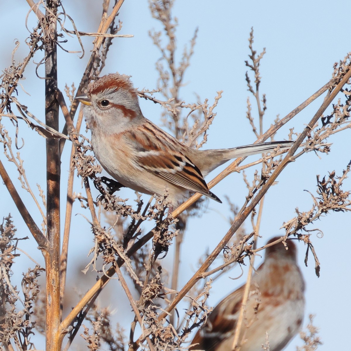 American Tree Sparrow - ML646496986