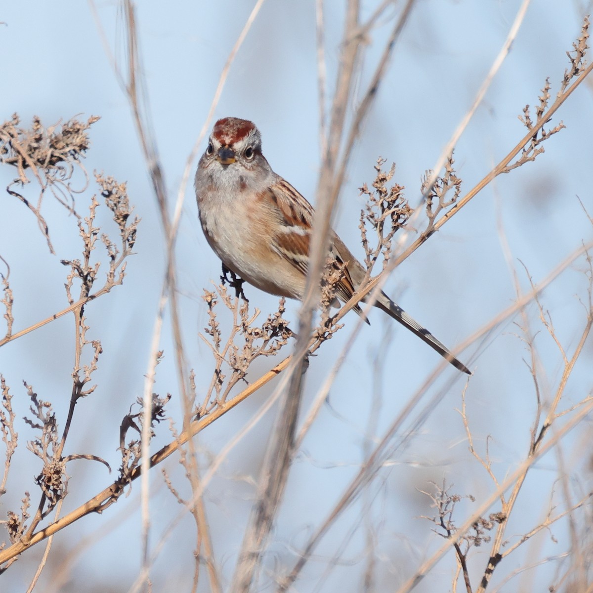 American Tree Sparrow - ML646496987