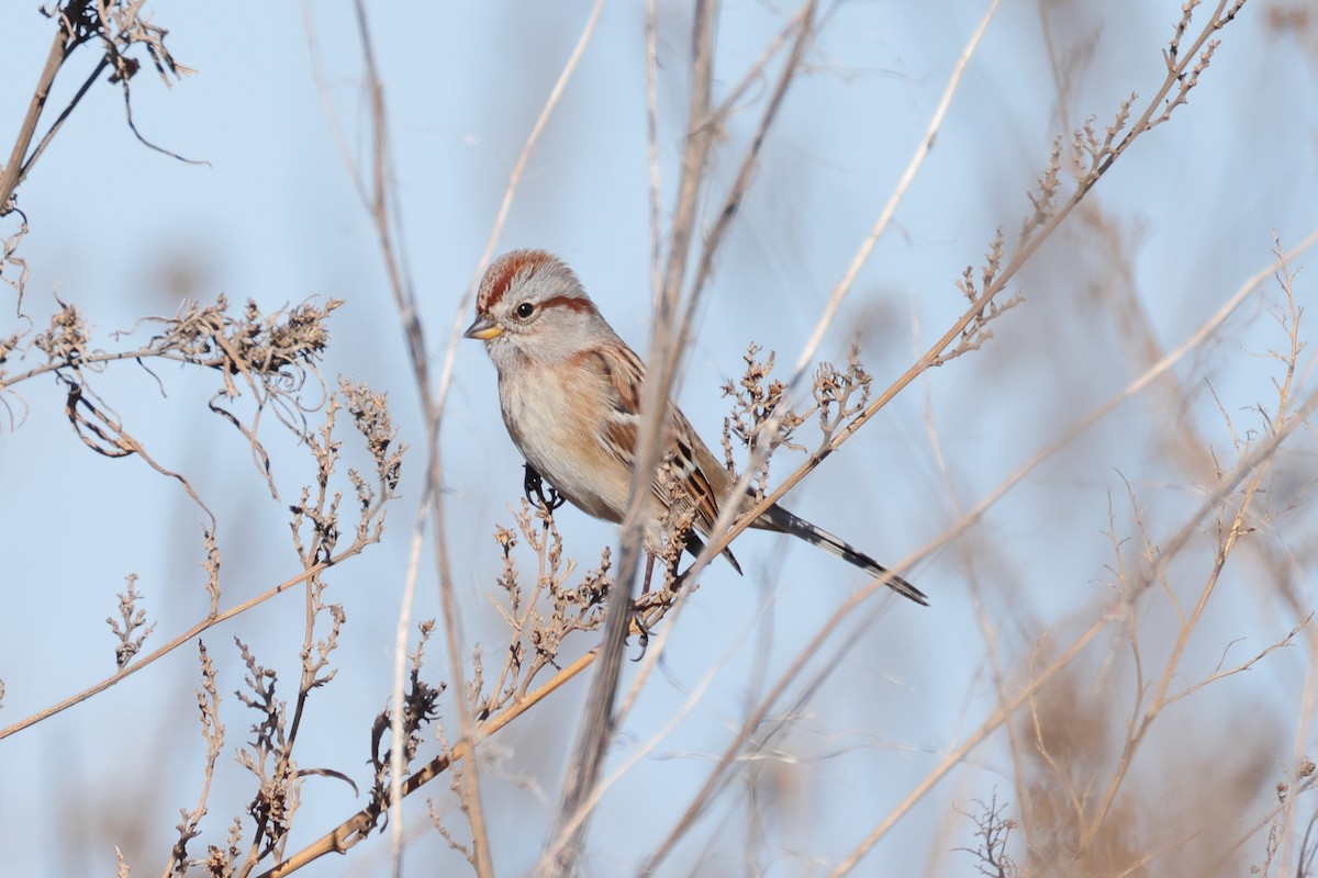 American Tree Sparrow - ML646496988