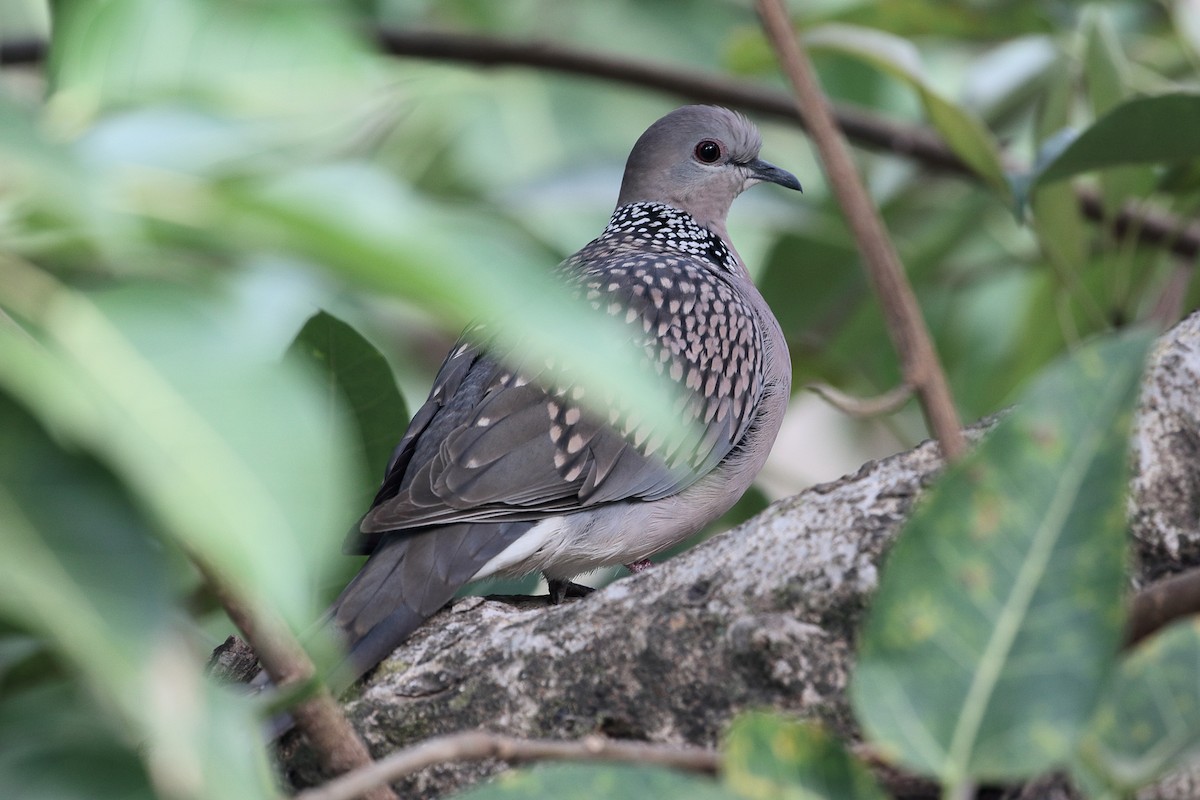 珠頸斑鳩 - ML646496990