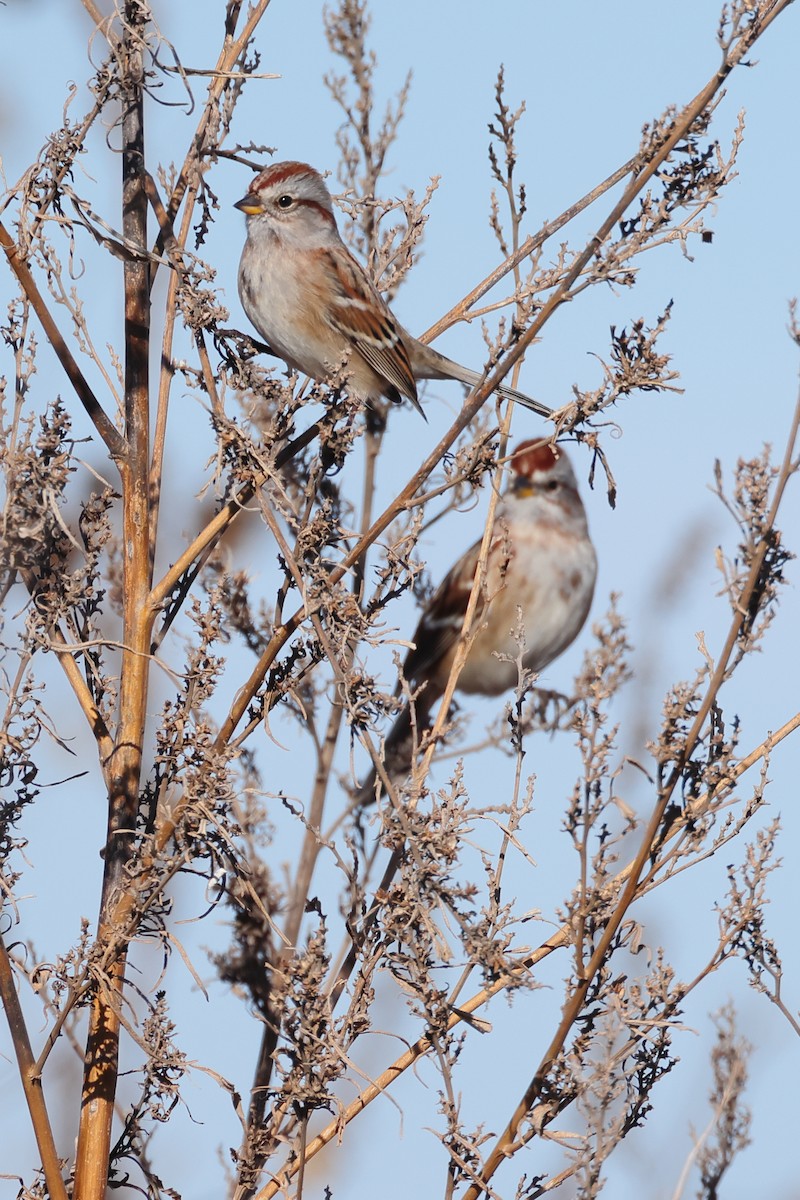 American Tree Sparrow - ML646496991