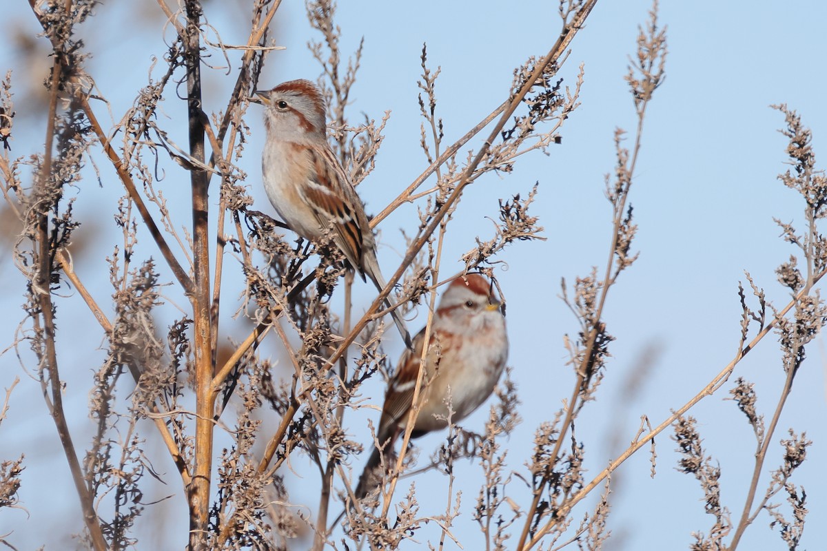 American Tree Sparrow - ML646496992