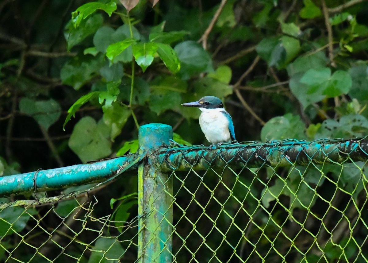 ナンヨウショウビン - ML646497013