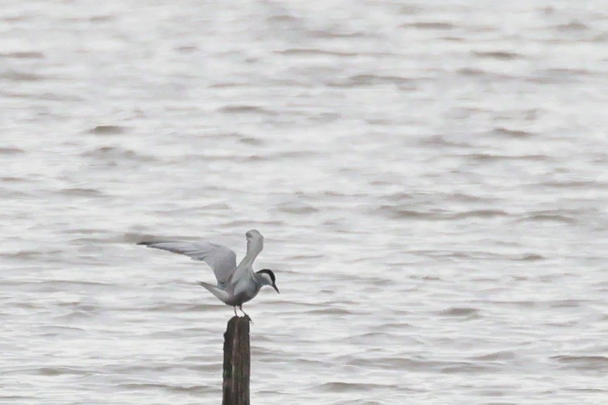 クロハラアジサシ - ML646497014