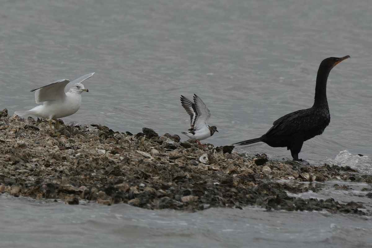 Ruddy Turnstone - ML646497015
