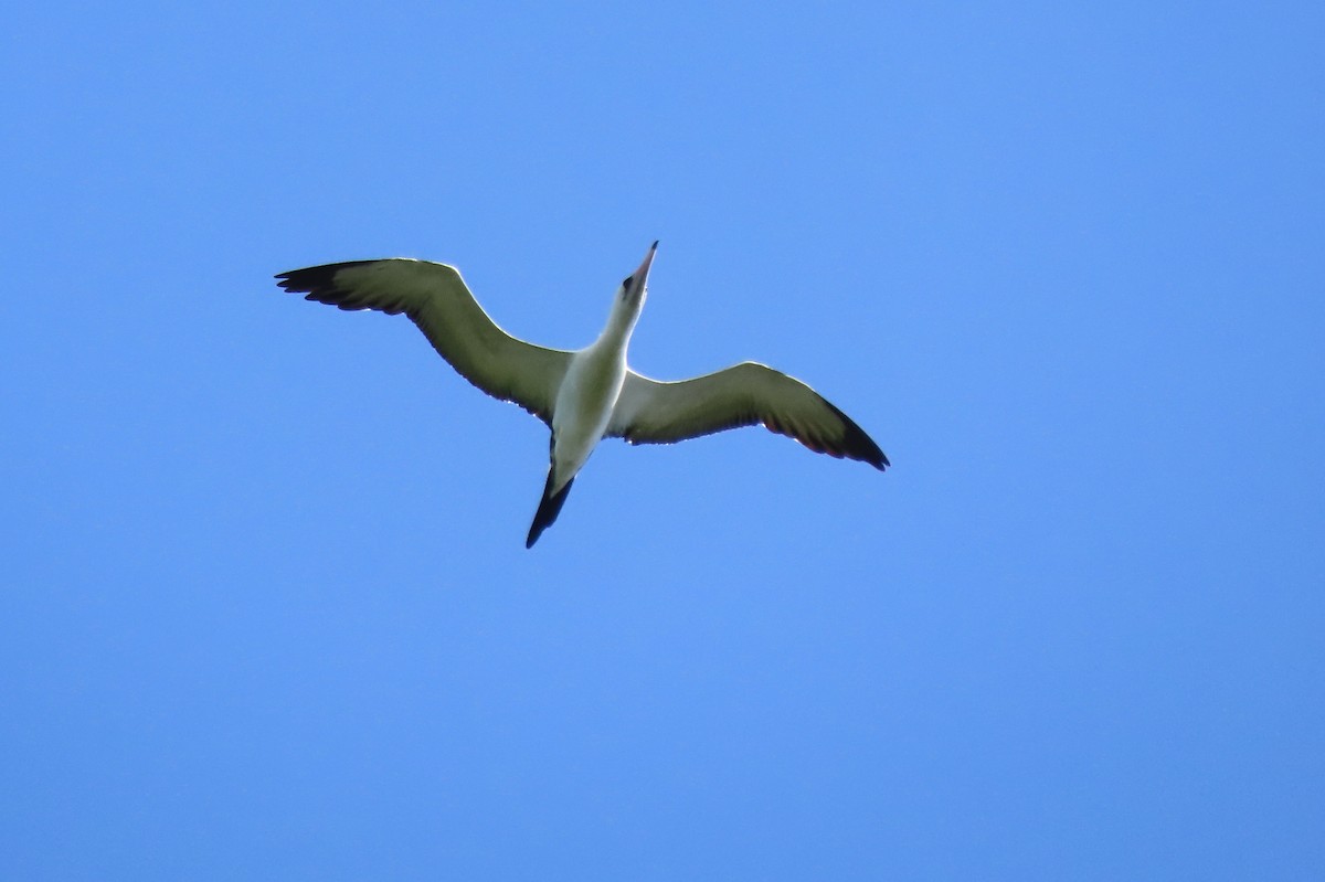Abbott's Booby - ML646497016