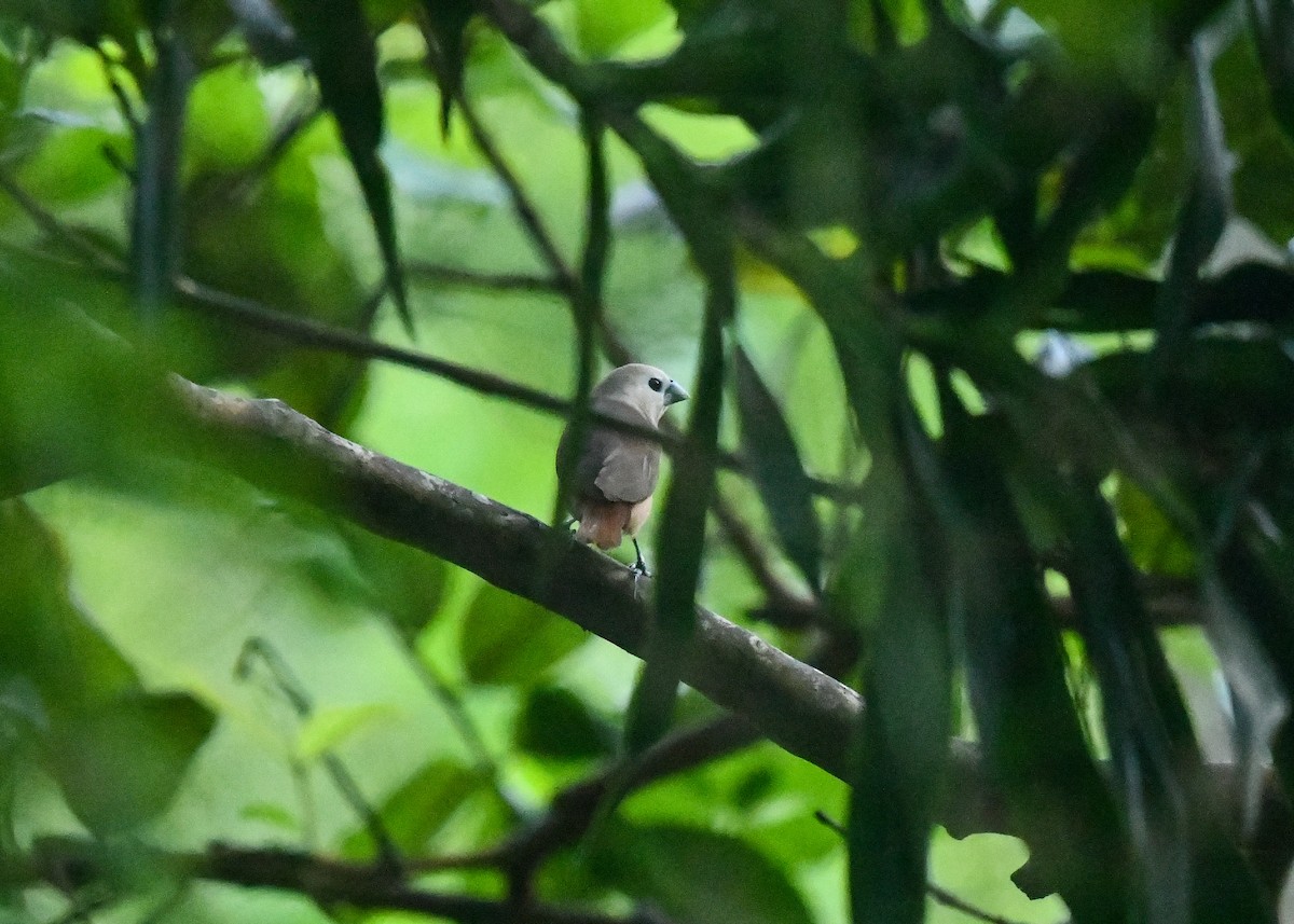 セレベスヘキチョウ - ML646497020