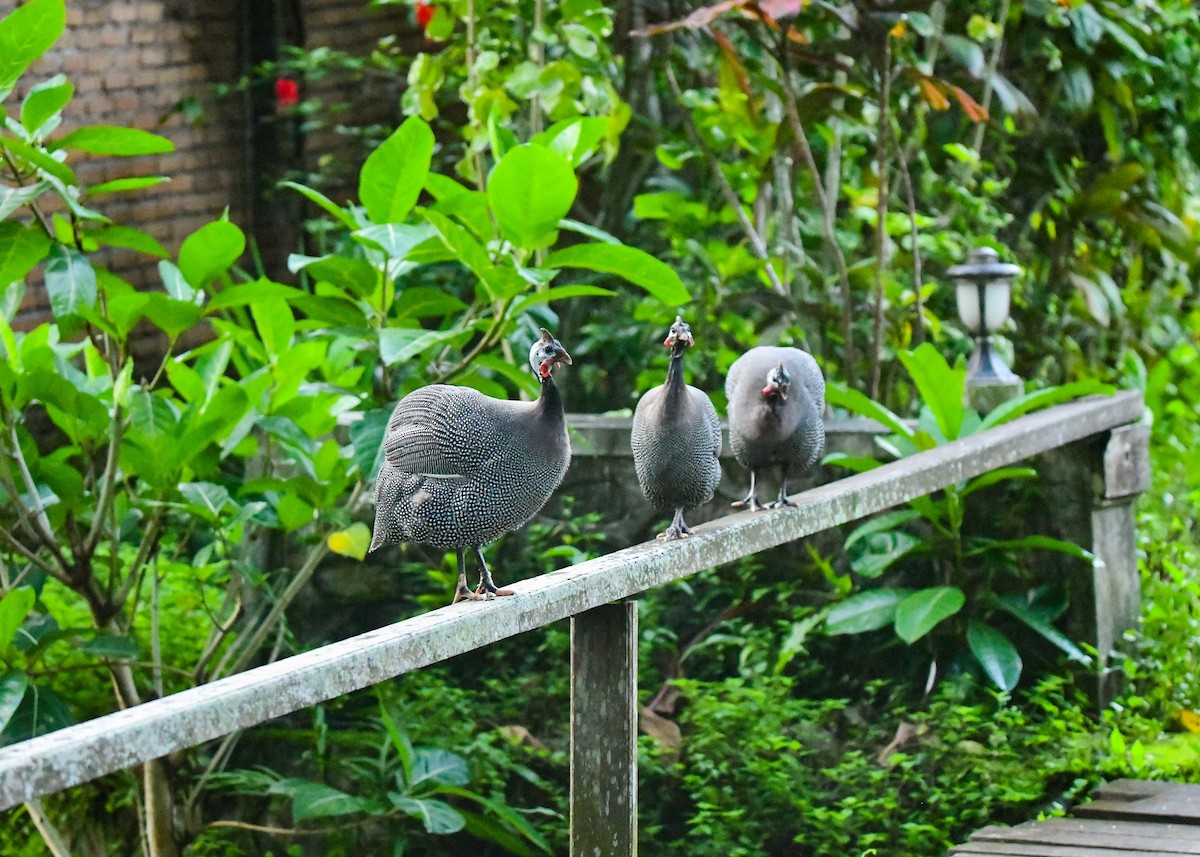 ホロホロチョウ（家畜） - ML646497030