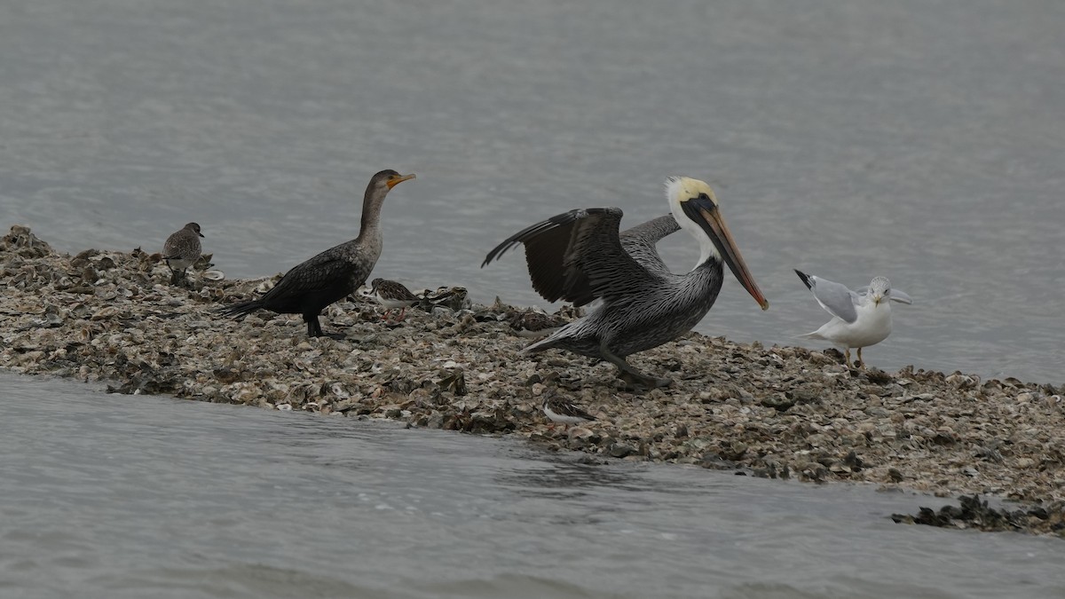 Brown Pelican - ML646497031