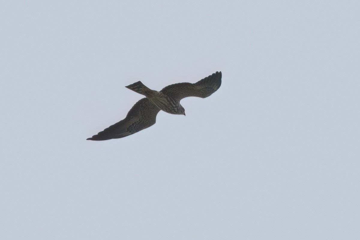 Mississippi Kite - ML646497032