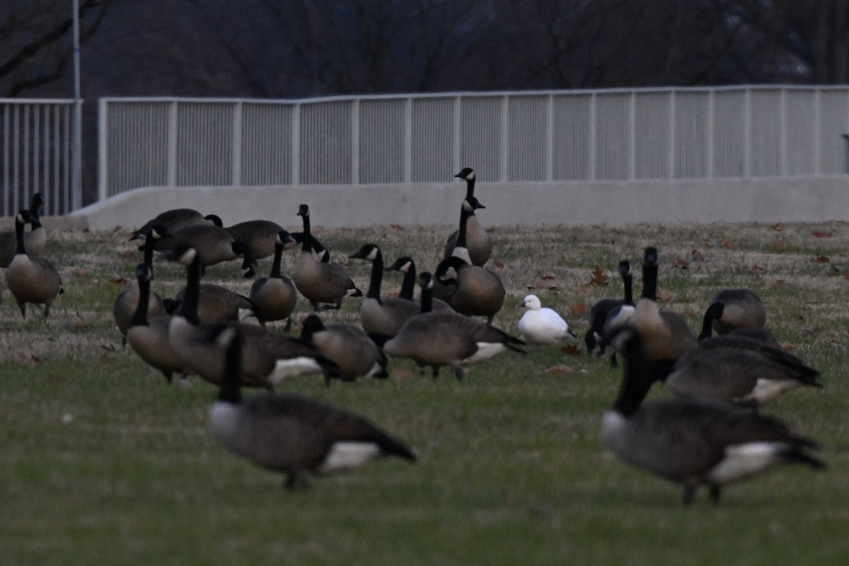 Ross's Goose - ML646497039