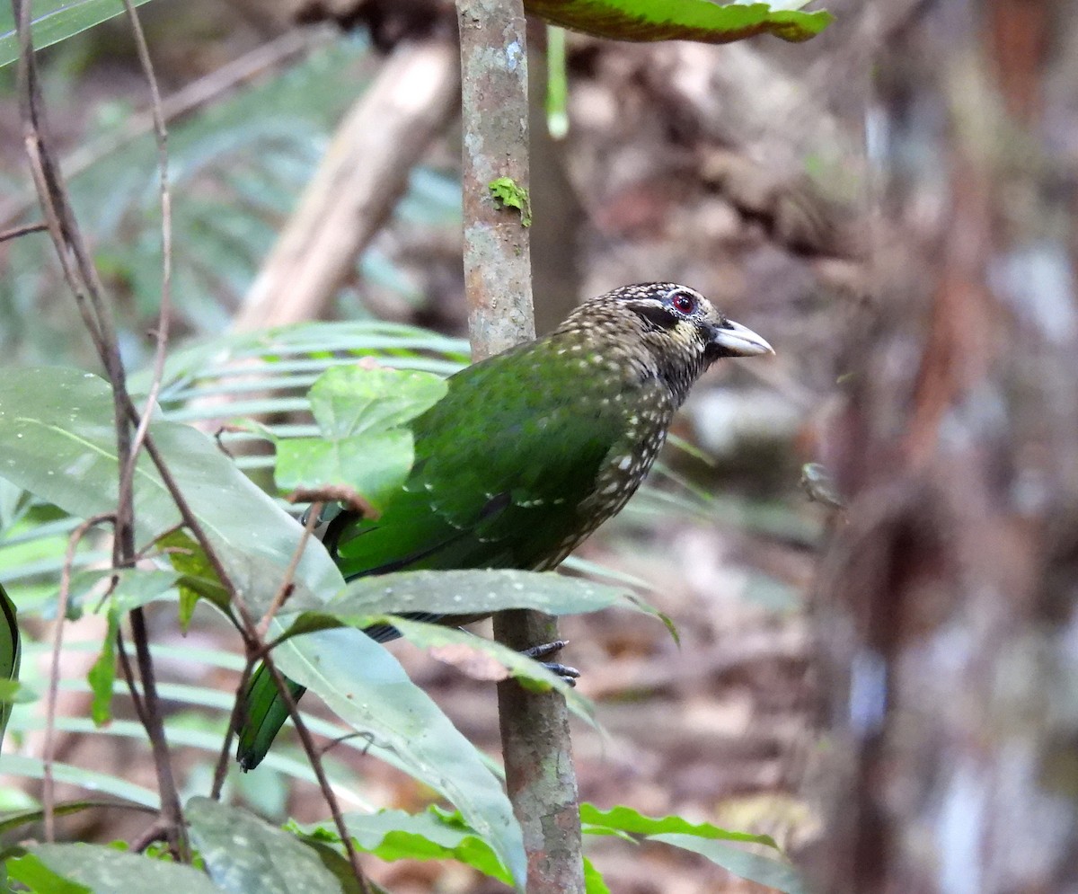 Spotted Catbird - ML646497040