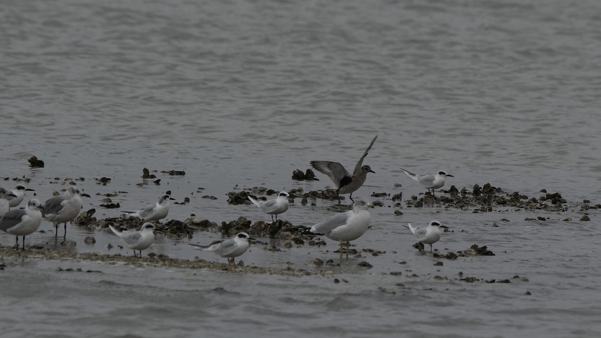 Black-bellied Plover - ML646497041