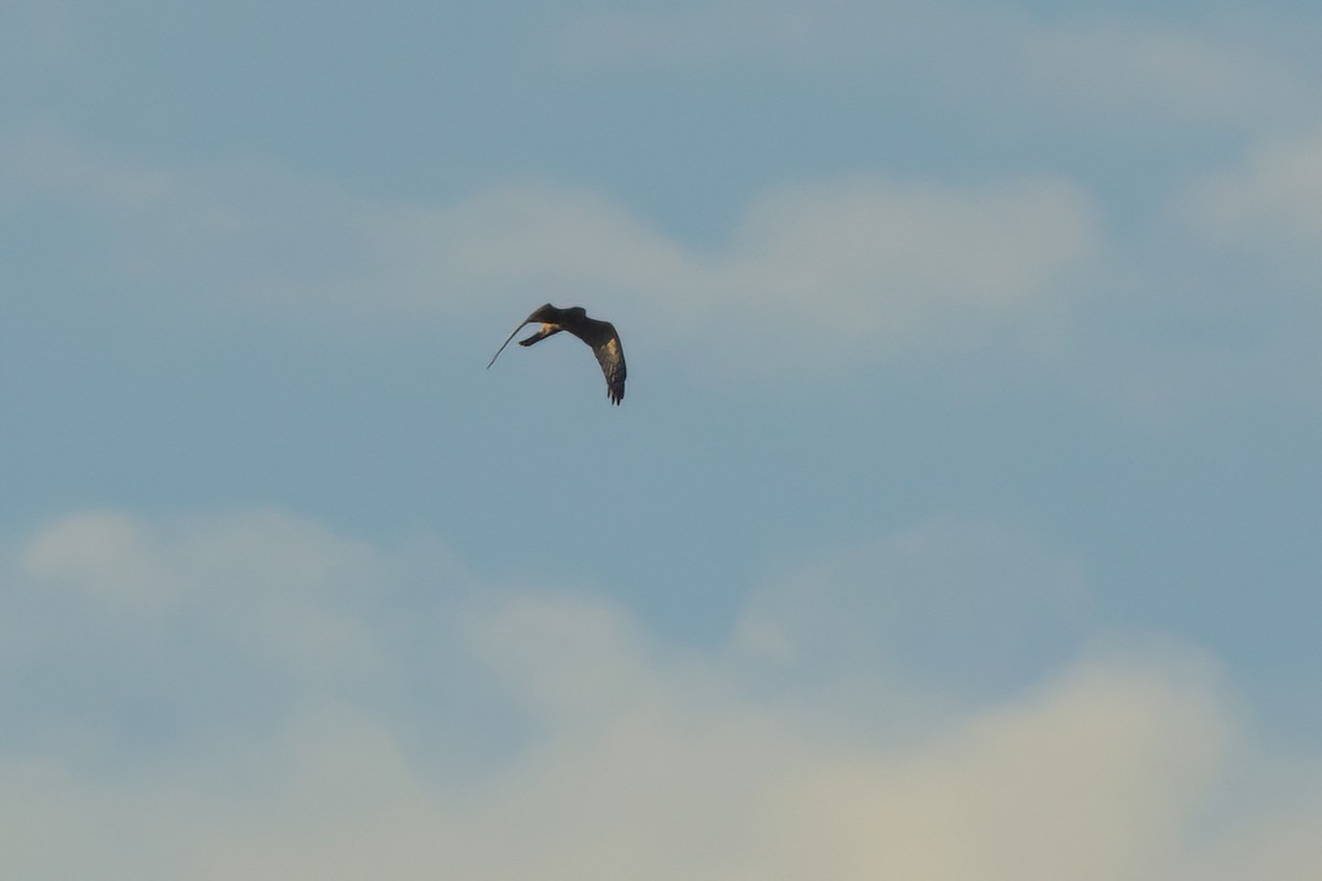 Northern Harrier - ML646497042
