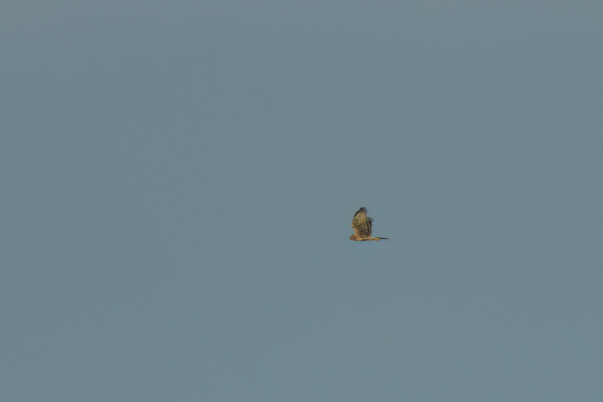 Northern Harrier - ML646497043