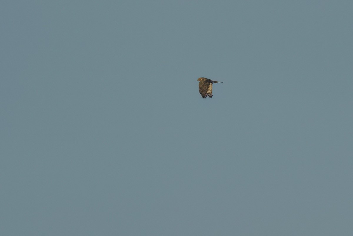 Northern Harrier - ML646497045