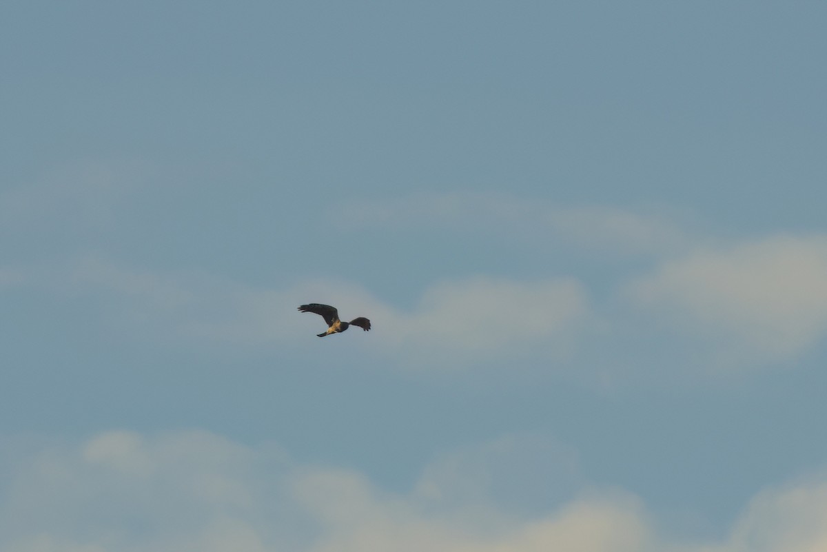 Northern Harrier - ML646497046