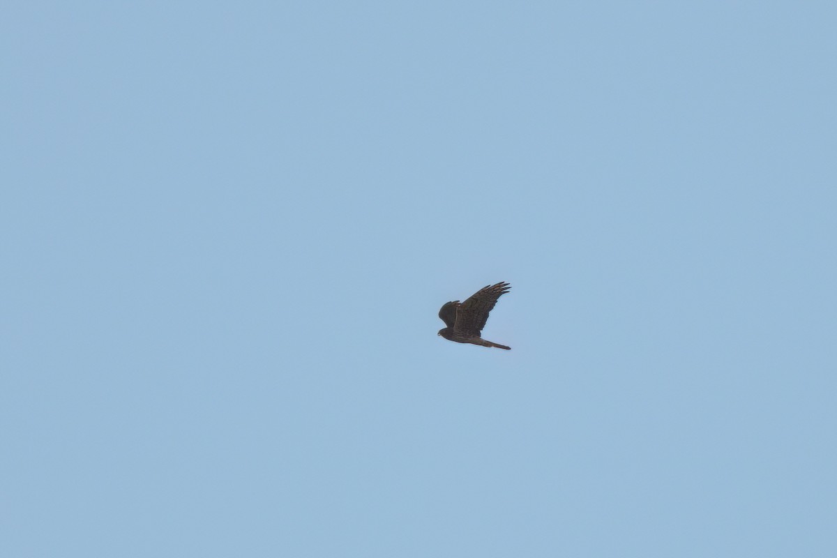 Northern Harrier - ML646497047