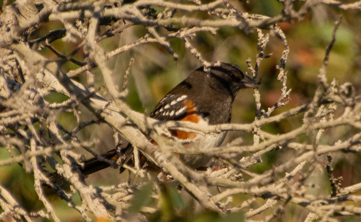 Spotted Towhee - ML646497049