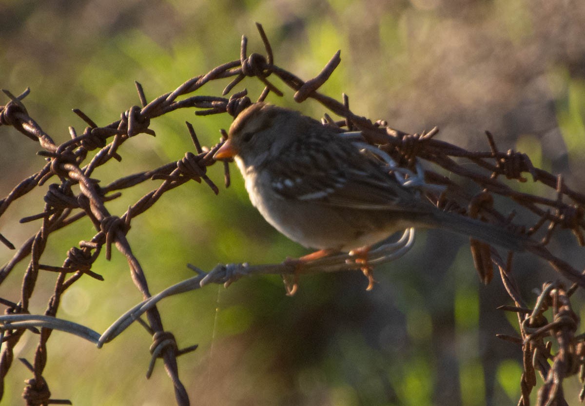 White-crowned Sparrow - ML646497051