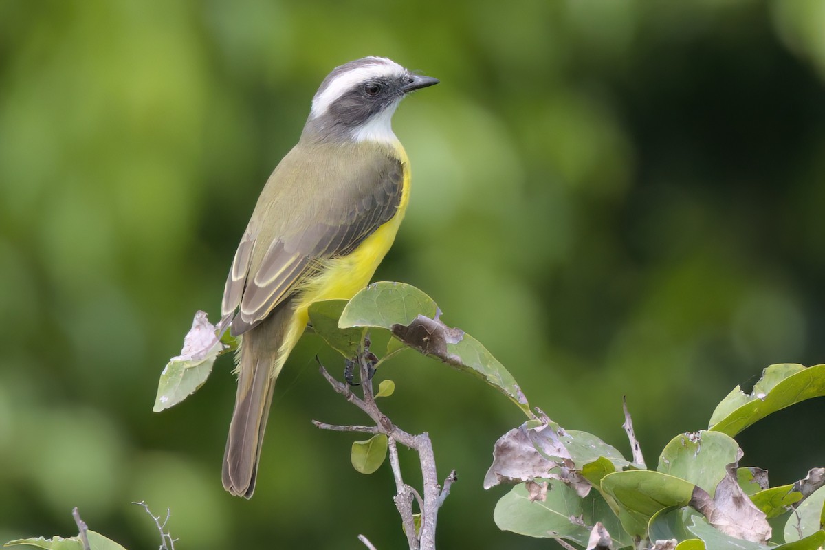 Красношапочный бентеви - ML646497058