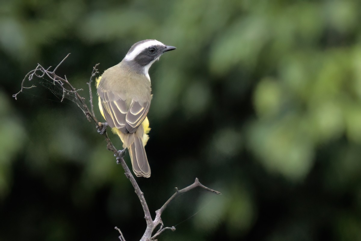 Красношапочный бентеви - ML646497059