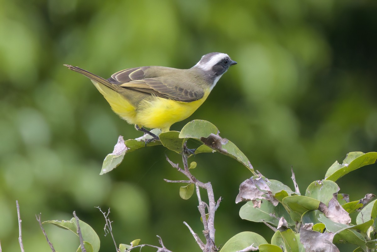 Красношапочный бентеви - ML646497060